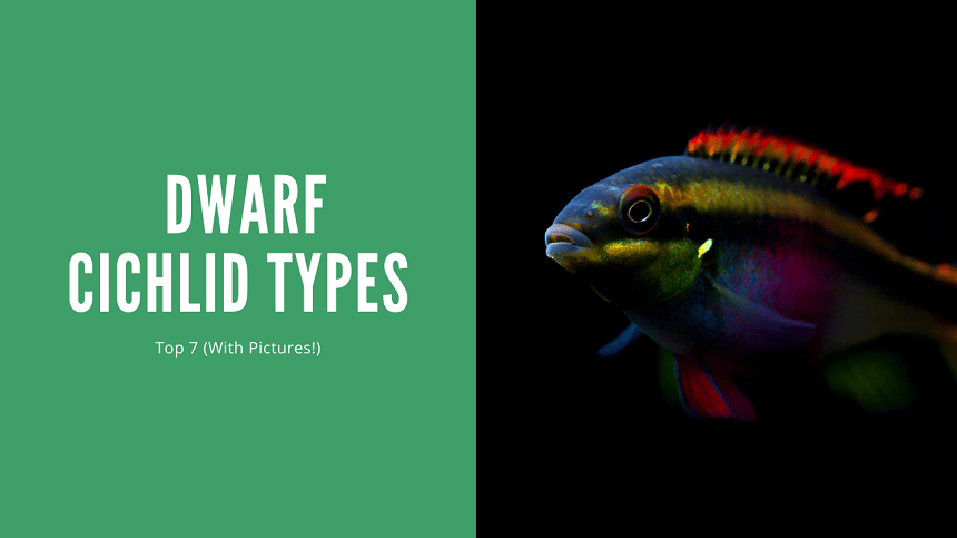 Dwarf Cichlid Types