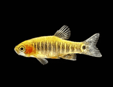 Dwarf Emerald Rasbora