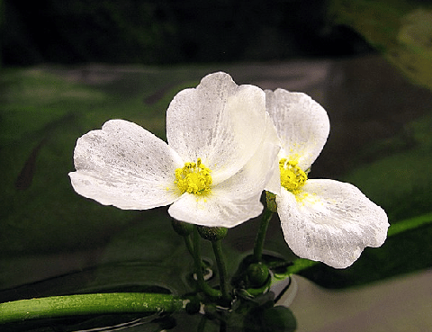 Echinodorus Muricatus