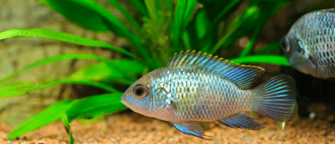 Electric Blue Acara in Planted Tank