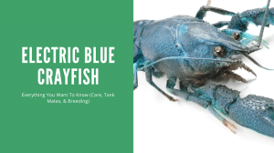 Electric Blue Crayfish