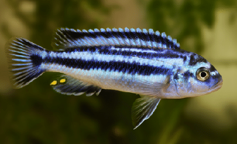 Electric Blue Johanni Fish