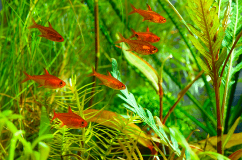 Ember Tetra in Planted Tank