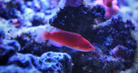 Fairy Wrasse in Reef Tank