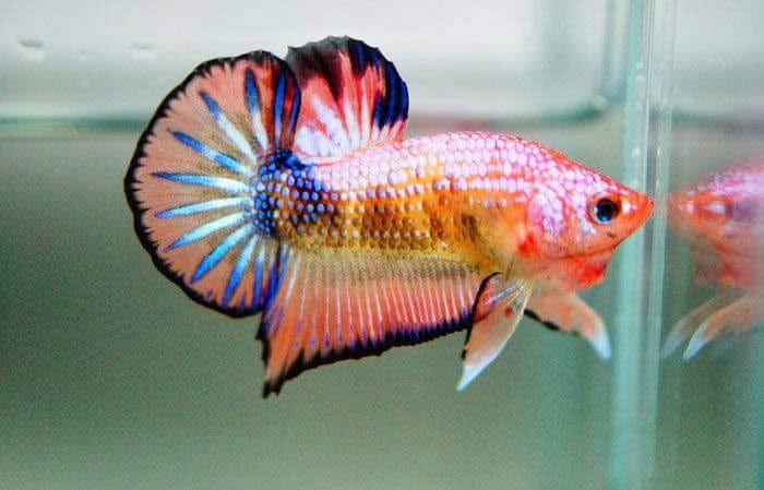 Koi Betta - The Ultimate Guide (And The 6 Types) - Aquariumstoredepot