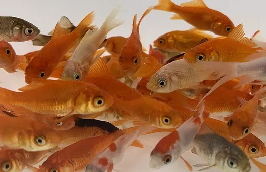 Feeder-Goldfish