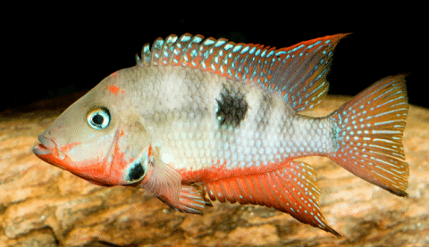 Firemouth Cichlid Aquarium