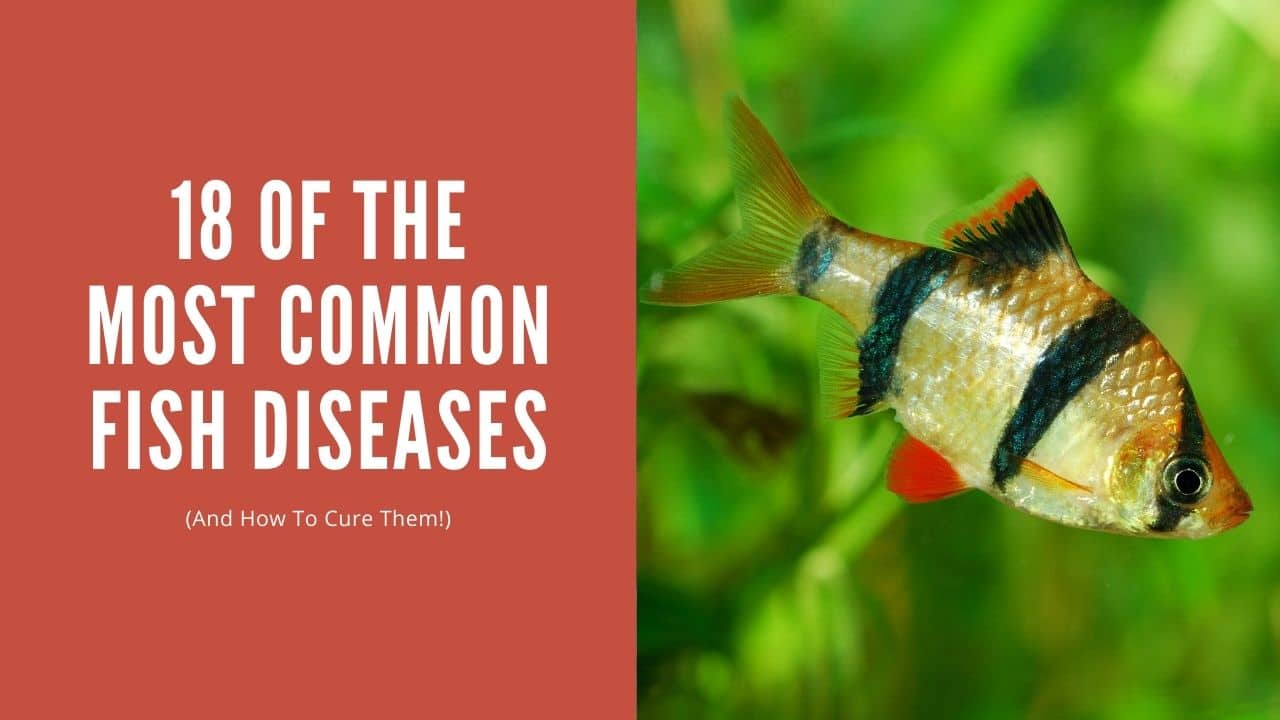 18 Of The MOST COMMON FISH DISEASES (And How To Cure Them!) - AquariumStoreDepot