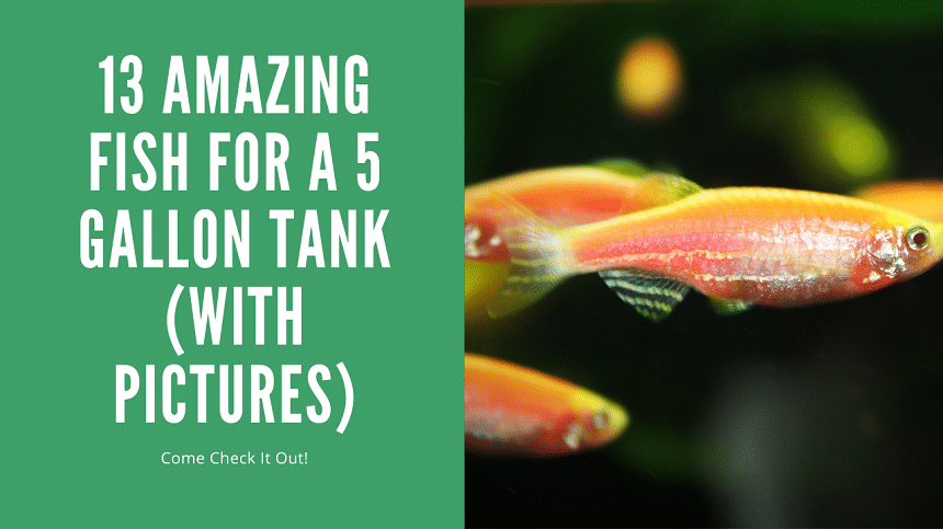 Fish For A 5 Gallon Tank - 13 Amazing fish (With Pictures) - AquariumStoreDepot