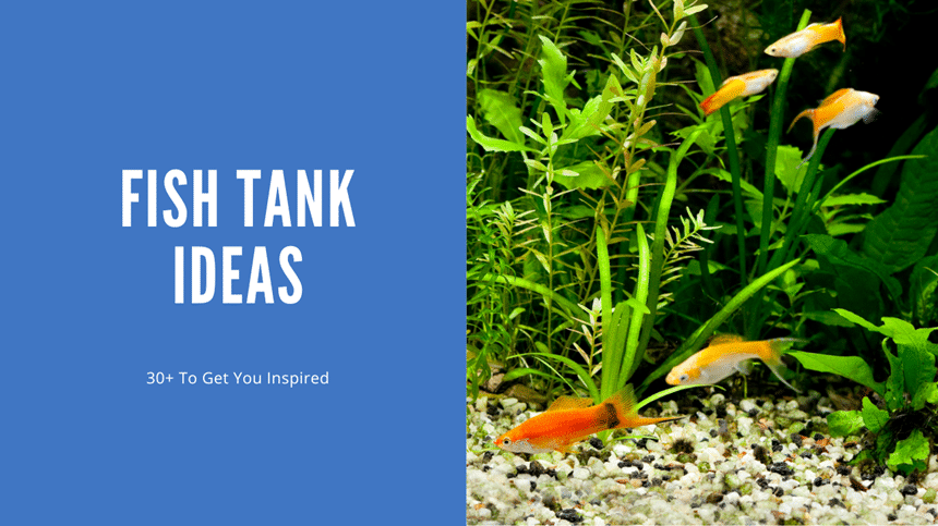 Fish Tank Ideas - 30+ Inspiring Tanks - AquariumStoreDepot
