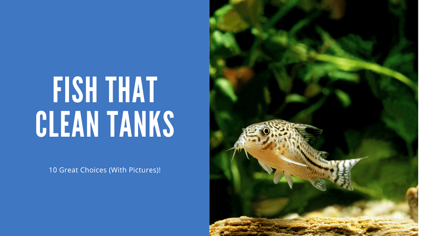 Fish That Clean Tanks