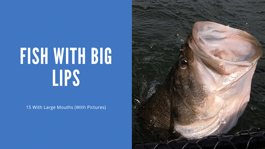 Fish With Big Lips