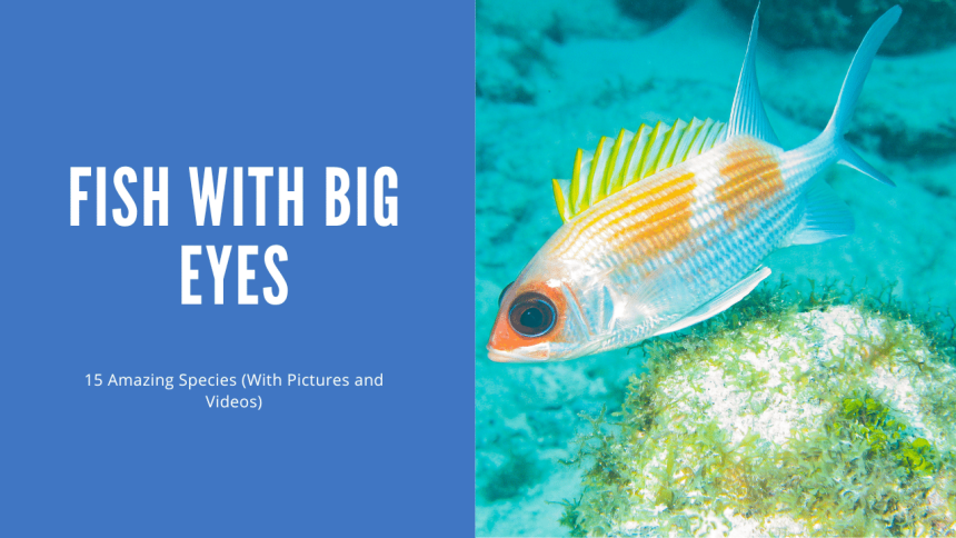 Fish with Big Eyes