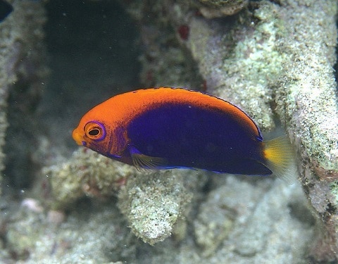Flameback Angelfish in Reef
