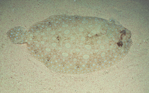 Flounder Fish in Ocean