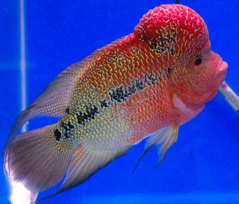 Flowerhorn Cichlid At Local Fish Store