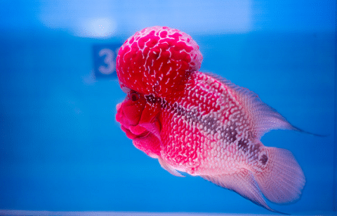 Flowerhorn Cichlid in Competition