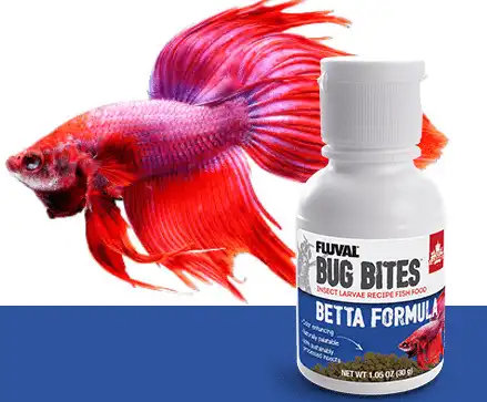 Best 2024 betta diet