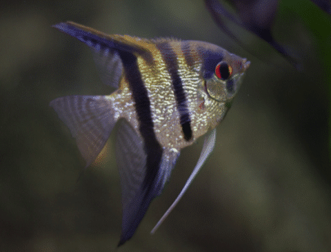 21 Of The Coolest Freshwater Aquarium Fish (With Pictures) -  AquariumStoreDepot