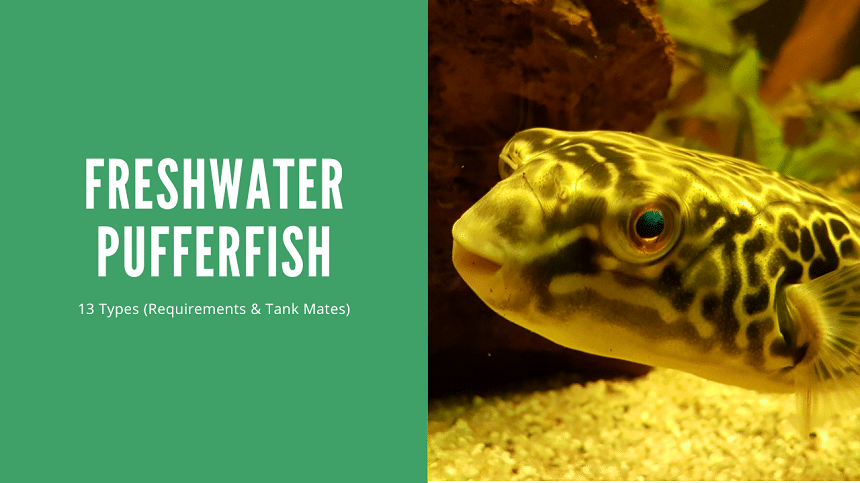 Freshwater Pufferfish
