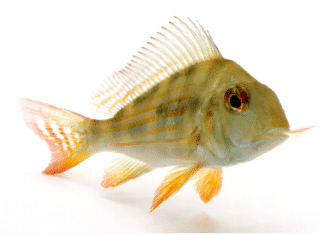 Caring for Black Ghost Knife Fish (Tank Setup, Food, Tank Mates, & and