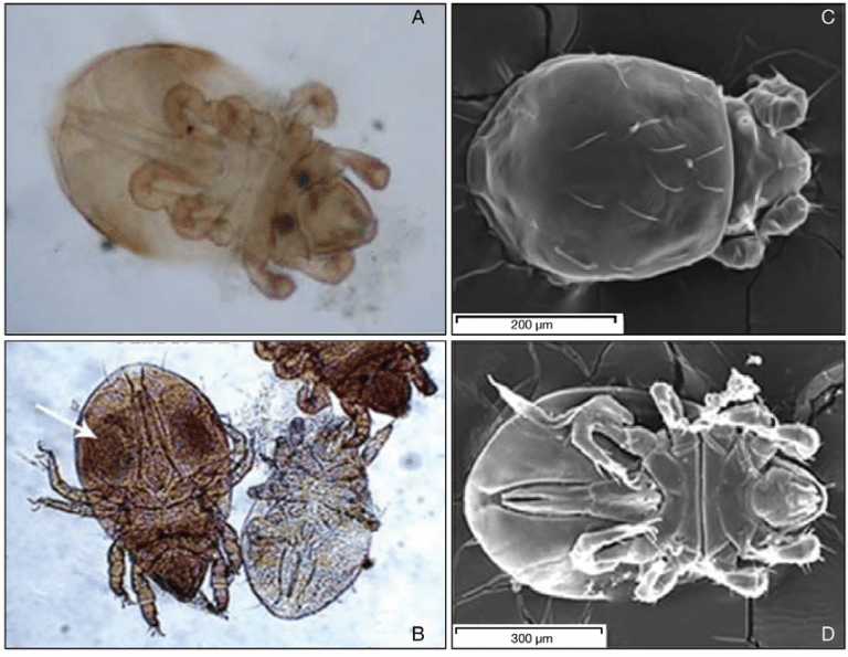 18 Common Diseases Your Fish May Have (And How to Cure Them