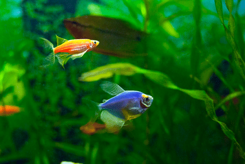 Glofish in Aquarium