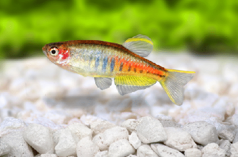 Glowlight Danio Near Gravel