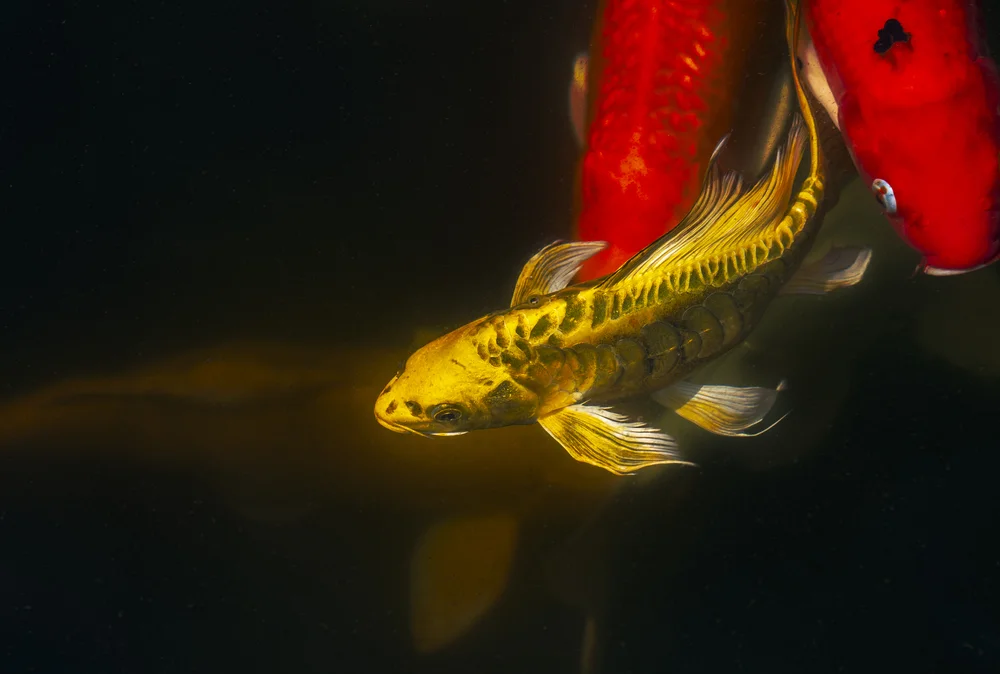 Gold Butterfly Koi