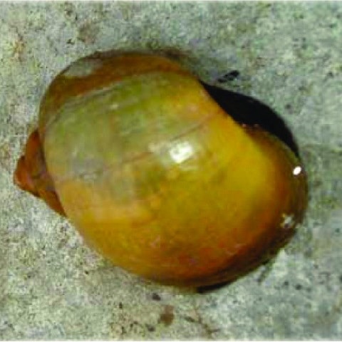 Golden Apple Snail