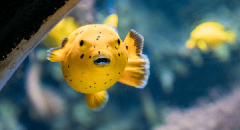 Golden Pufferfish in Aquarium