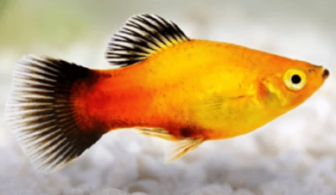 Golden Wagtail Platy
