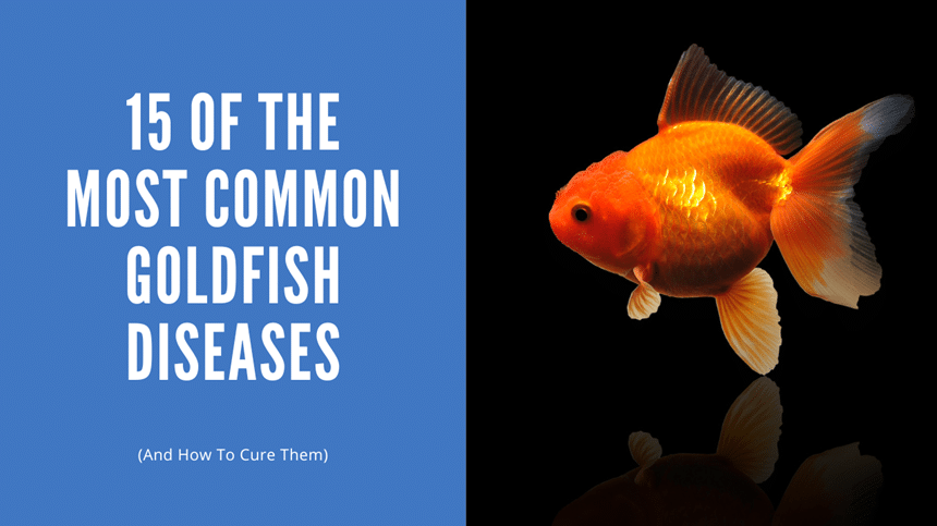 Goldfish Diseases