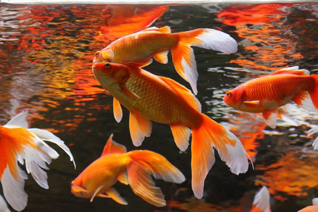Goldfish Fins