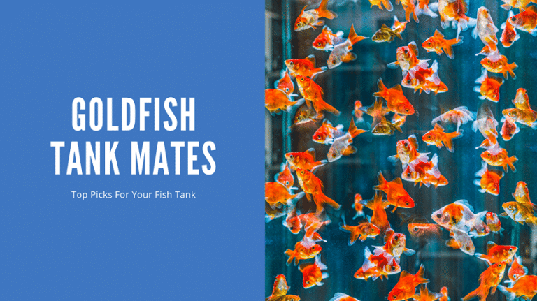 11 Best Goldfish Tank Mates: What Actually Works (Cold-Water Only ... - Factors Affecting Goldfish Cold Tank Co2 Levels