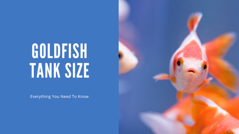 Goldfish Tank Size: What They Actually Need (Not What You've Been Told ...