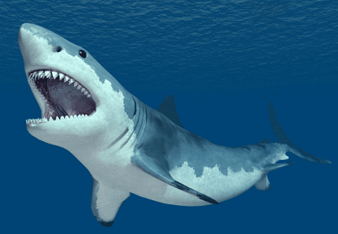 Great White Shark in Ocean