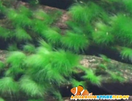 Green Beard Algae