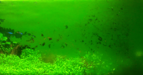 Green Dust Algae