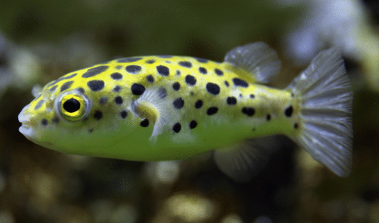 Green Spotted Pufferfish in Aquarium