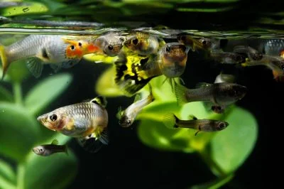 Guppies Swimming