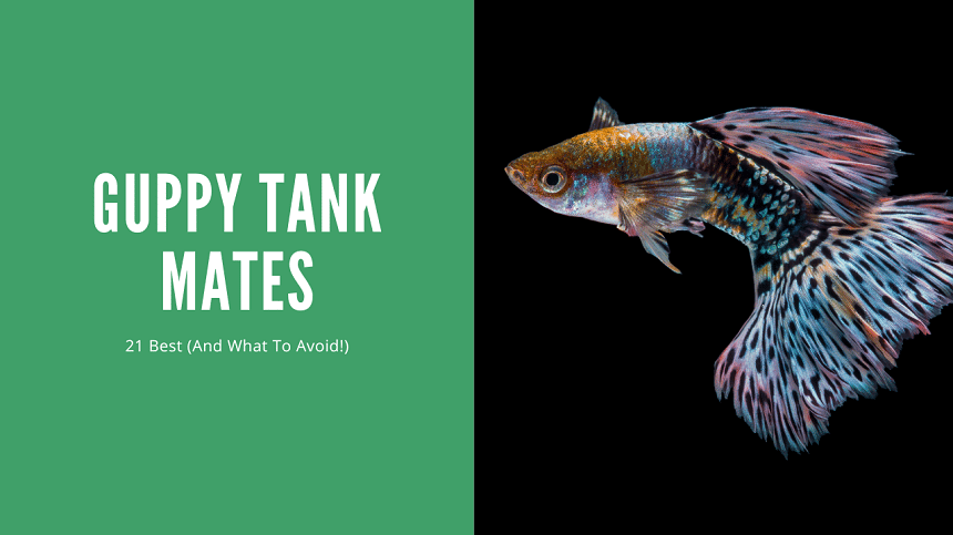 Zeug Noord West Absurd 21 Great Guppy Tank Mates - AquariumStoreDepot