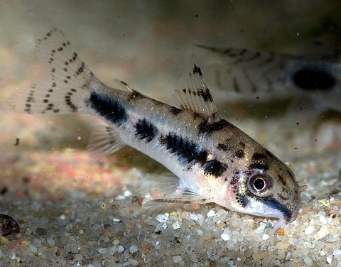 Habrosus Cory Catfish