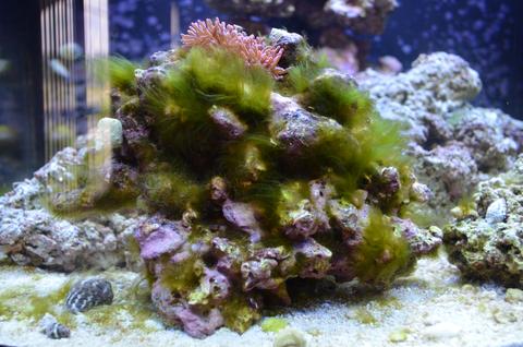 Algae Eaters - The 7 Best For Your Saltwater Tank