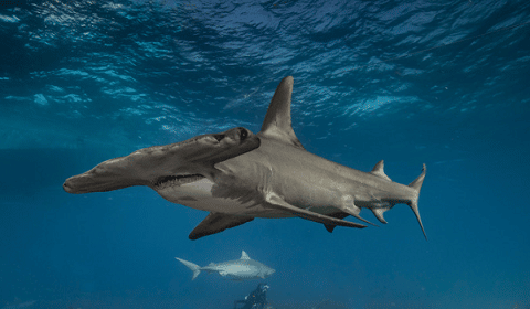 Hammerhead Shark in Ocean