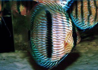 Discus Labelled 21 Types of Discus Fish: A Visual Guide to Every Major Variety
