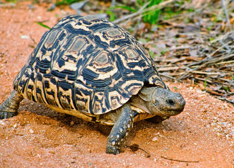 Hingeback-Tortoise