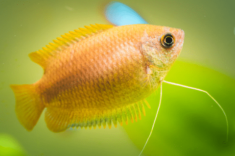 Honey Gourami in Fish Tank