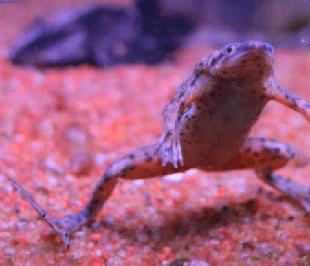 How Does an African Dwarf Frog Look Like