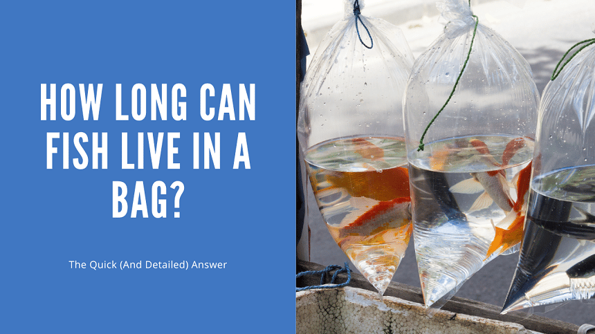 How Long Can Fish Live In A Bag